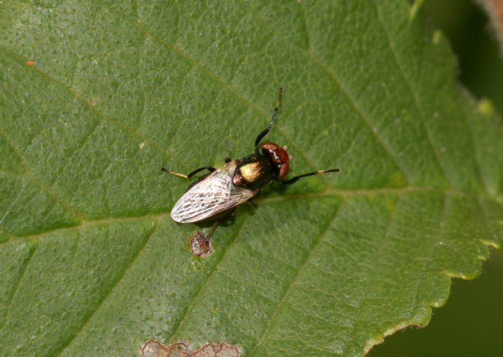 Agromyzidae ?  No, Ulididae: Physiphora alceae